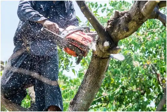 tree services Pound